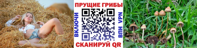 Псилоцибиновые грибы Psilocybine cubensis  Кола 